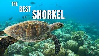 Maldives Snorkeling Adventure: Unbelievable Underwater Beauty! | blessed4life