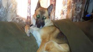 The most DRAMATIC DOG videos of 2024  Funny Dog Videos