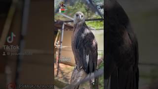 Tsimbazaza Zoo & Botanical Garden in Antananarivo, Madagascar today…