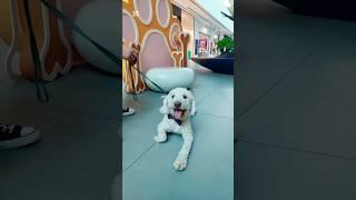 Pablo in the mall ..#youtubeshorts#dog#shorts#cute#doglover#music