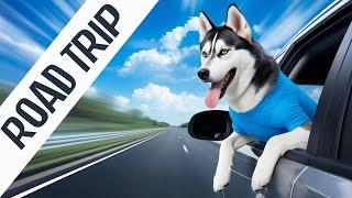 Husky Puppies on a Road Trip: Unleashing the Cutest Adventure