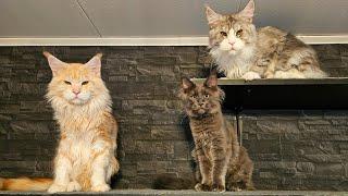 Let's Visit Maine Coon Kittens Ash, Leo and Isaac!