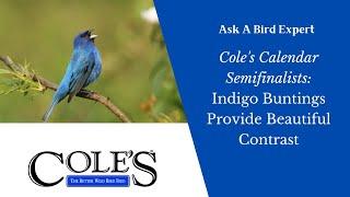 Cole's Calendar Semifinalists: Indigo Buntings Provide Beautiful Contrast