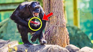 Chimpanzee Gave Birth To Something Rare and SHOCKS Staff!