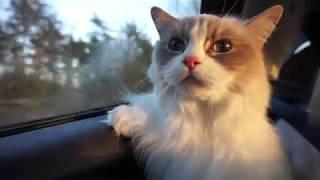 Traveling with my cats - Cat car sickness