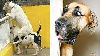  Funny dogs compilation  Cute dogs moments, try not to laugh