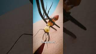 Using Ants To Stitch Wounds 