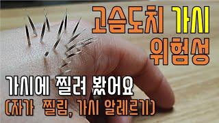 고슴도치 가시에 찔려봤어요.(가시 찔림 몰래카메라) : 고슴도치 키우기(Hedgehog)