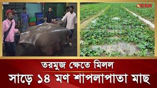 তরমুজ ক্ষেতে মিলল সাড়ে ১৪ মন ওজনের শাপলাপাতা মাছ | Shaplapata Fish | Barishal | Desh TV