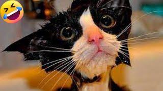 Funniest Animals 2023 Best Funny Cats and Dogs  | Petopia TV