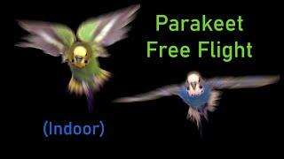 Budgie indoor free flight fun & Kiwi and Pixel talk to each other (Parrots, Parakeets, Budgies)