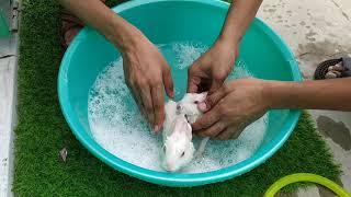 Cute Rabbits Bathing for the first time @TheHomeSanctuary