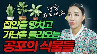 [식물풍수] 집안을 망하게 하는 공포의 식물들 절대 두지 마세요! / 우리집이 안풀리는 이유 /일산용한점집 [더샤머니즘]