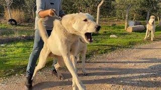 CHAMPION AKBAS Shepherd Dogs