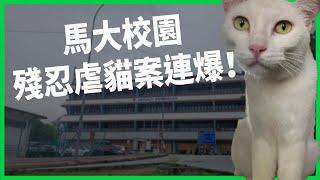 馬大校園殘忍虐貓案連爆！虐貓、性醜聞接連上演震驚社會！最高學府現信譽危機？【TODAY 看世界】