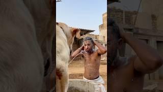 What have you done ‍#dog #shortsfeed #funny #youtubeshorts #viralvideo #spkabutarclub