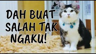 TELATAH KUCING YANG DAH  BUAT SALAH TAPI BERLAGAK MACAM TAKDE APA BERLAKU | Lagi Kisah Si Chemm