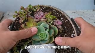 如何打造一个舒适的多肉露台花园|诚品绿仓－－悠然　自然　卓越