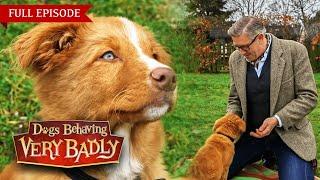 Dogs Behaving Very Badly: Series 3 - Episode 11 | Full Episode