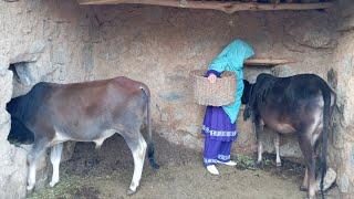 village Life/  مالداری در جاغوری /زندگی روستایی