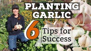 Planting Garlic-- Top Tips for Success!