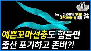 우주도 다녀온 예쁜꼬마선충, 사는 게 팍팍하면 출산 포기하고 존버한다?! [예쁜꼬마선충 1/2] (성균관대 이대한 교수)