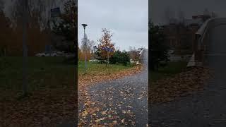 Peaceful Morning.Golden Leaves Autumn in Finland#shorts#morningwalk#finland