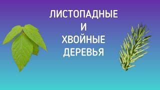 Деревья: листопадные и хвойные