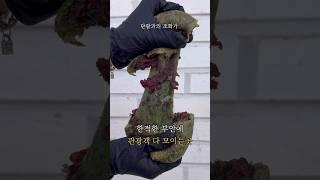 부안에 줄서서 먹는 찐빵 ’슬지제빵소‘ #shorts