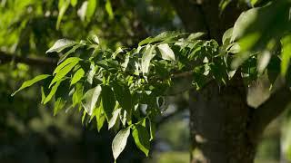 Fraxinus pensylvanica  - Green Ash; Red Ash