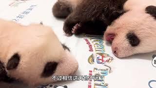 香港海洋公园双胞胎熊猫宝宝同框，姐姐体重1.6kg，弟弟的体重1.4kg #panda #香港海洋公园 #大熊猫盈盈乐乐