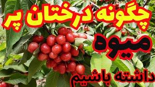 گیلاس پر بار _ چگونه درختان پر میوه داشته باشیم _ نکاتی که باعث می شه درختان پر بار داشته باشیم