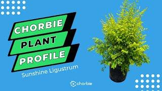 Plant Profile: Sunshine Ligustrum