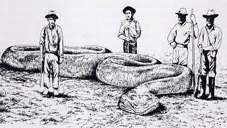 In 1906 An Explorer Claimed To Have Killed A MONSTER 62 foot Snake In The Amazon