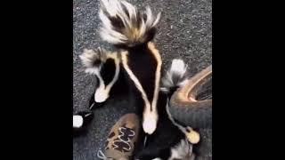 #shorts #animals Skunk mum with her cubs