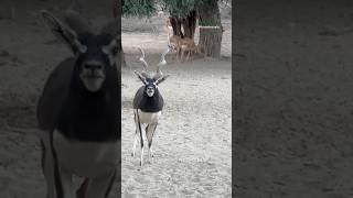 Beautiful Blackbucks️ #wildlife #viralvideo #love #wildlifetravel #foryou #cholistan #travel