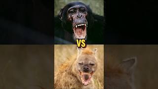 Chimpanzee Vs Hyena ~ Who Would Win? #wildlifebattle