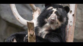 National Geographic 2021 rare animals documentary  full  | National Geographic Full HD Documentary