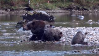 The myth of the ferocious grizzly