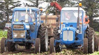 Vintage Sugarbeet Harvest 2024 | Lots of Great Tractors in The Field Harvesting Beets