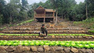 #5 Transforming the Wild Forest into a Dream Farm – Growing green vegetables on terraced fields