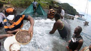 TRI TRI CAUGHT IN THE OCEAN (TRADITIONAL FISHING TECHNIQUE IN ST. VINCENT) EP.68