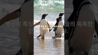 펭귄의 사생활#shorts