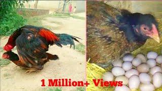 How Do Chickens Reproduce | Hen Hatching Eggs | Pets World | Unique Pets World