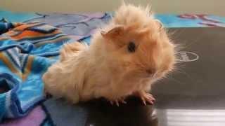 Baby Guinea Pig Wheeking