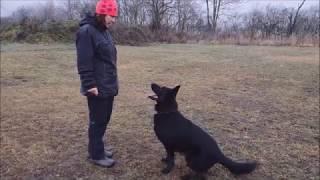 Argo Demi Moravia - Janurary 2020 (obedience)