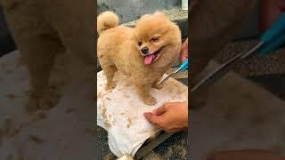 Cute and adorable dog || Katie being shaved #shorts #cuteandfunnydog #cutedog