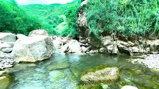 Morning nature sounds, melodious birds chirping, gentle stream sound, ASMR