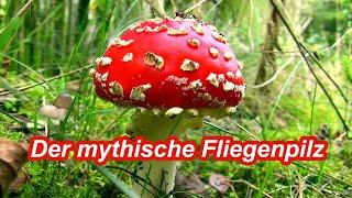 Der mythische Fliegenpilz