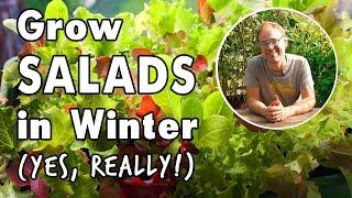 Plant Salads Now for Winter!